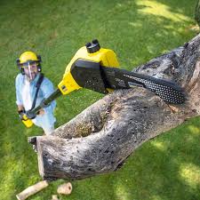 Why Choose Our Tree Removal Services in Lewiston, UT?