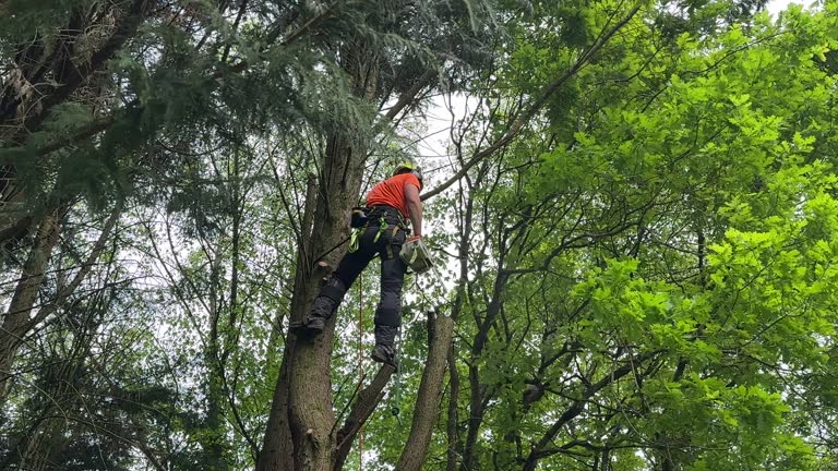 Best Root Management and Removal  in Lewiston, UT