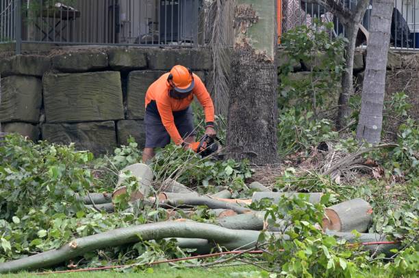 Reliable Lewiston, UT  Tree Services Solutions